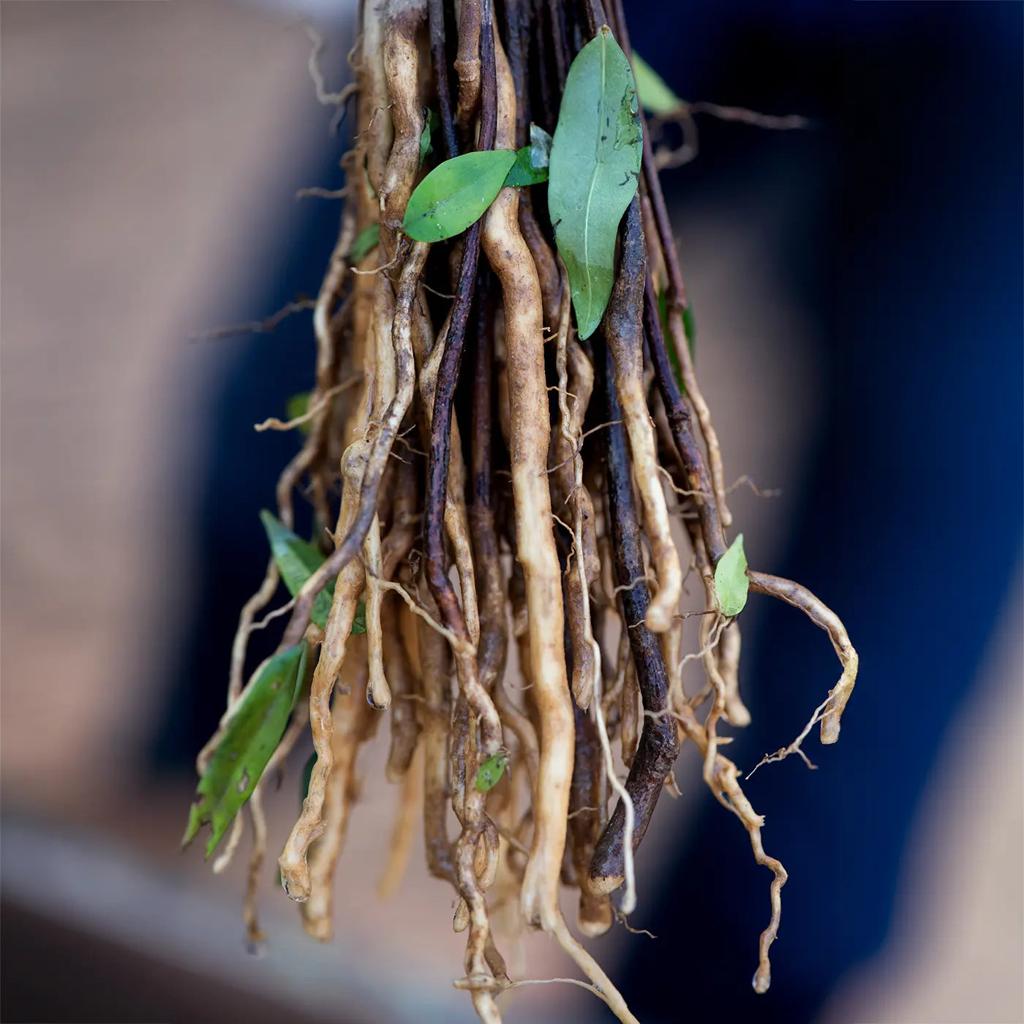 Tongkat Ali Benefits for Men: Energy, Vitality & Performance (UK Guide)